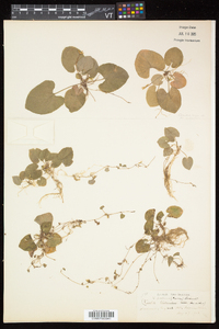 Viola pallens image