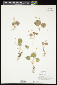 Viola pallens image