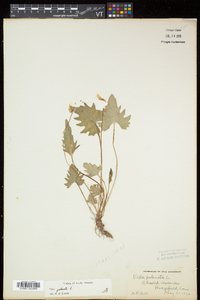 Viola palmata image