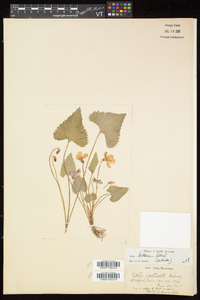 Viola pectinata image