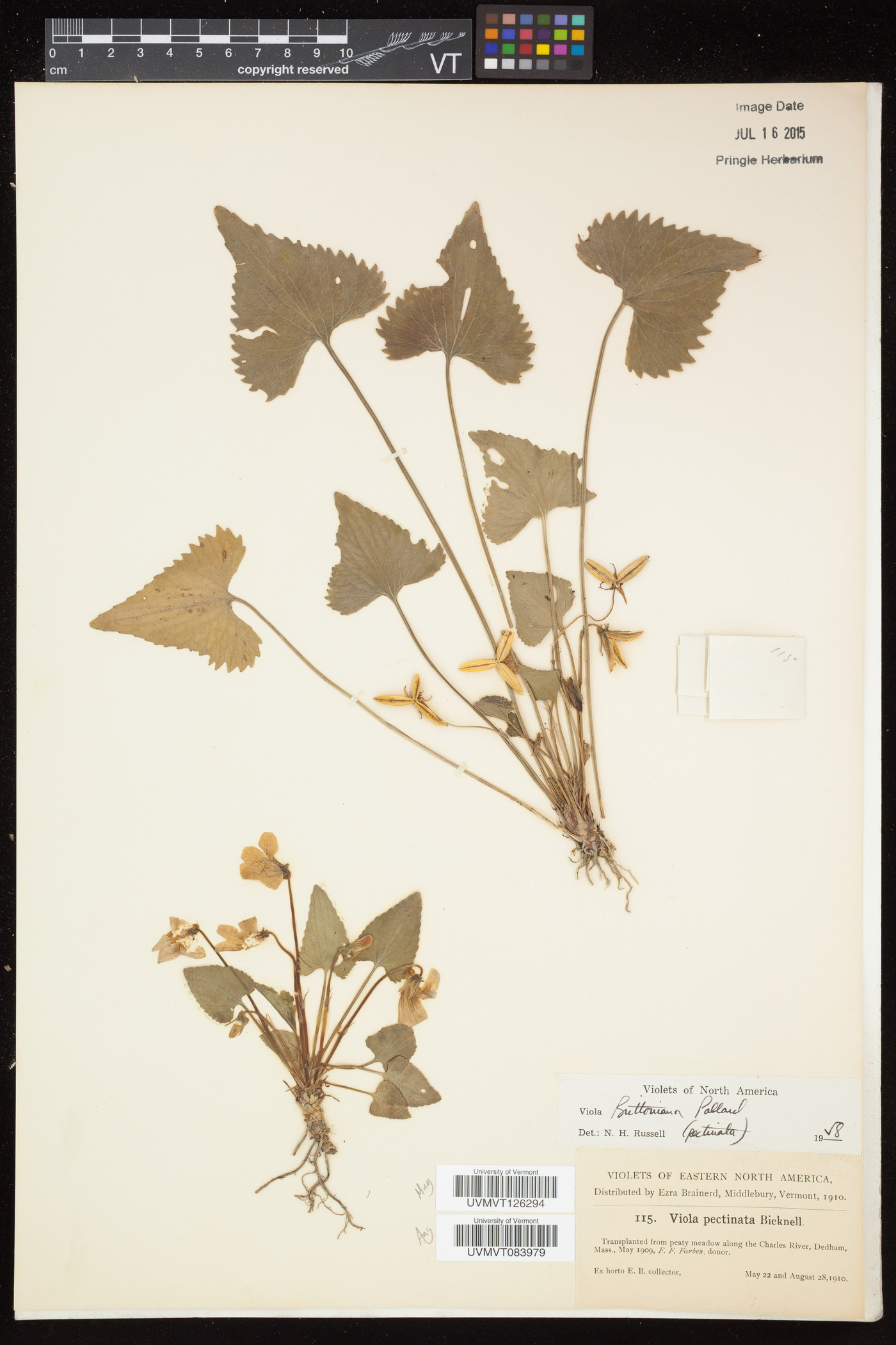 Viola pectinata image
