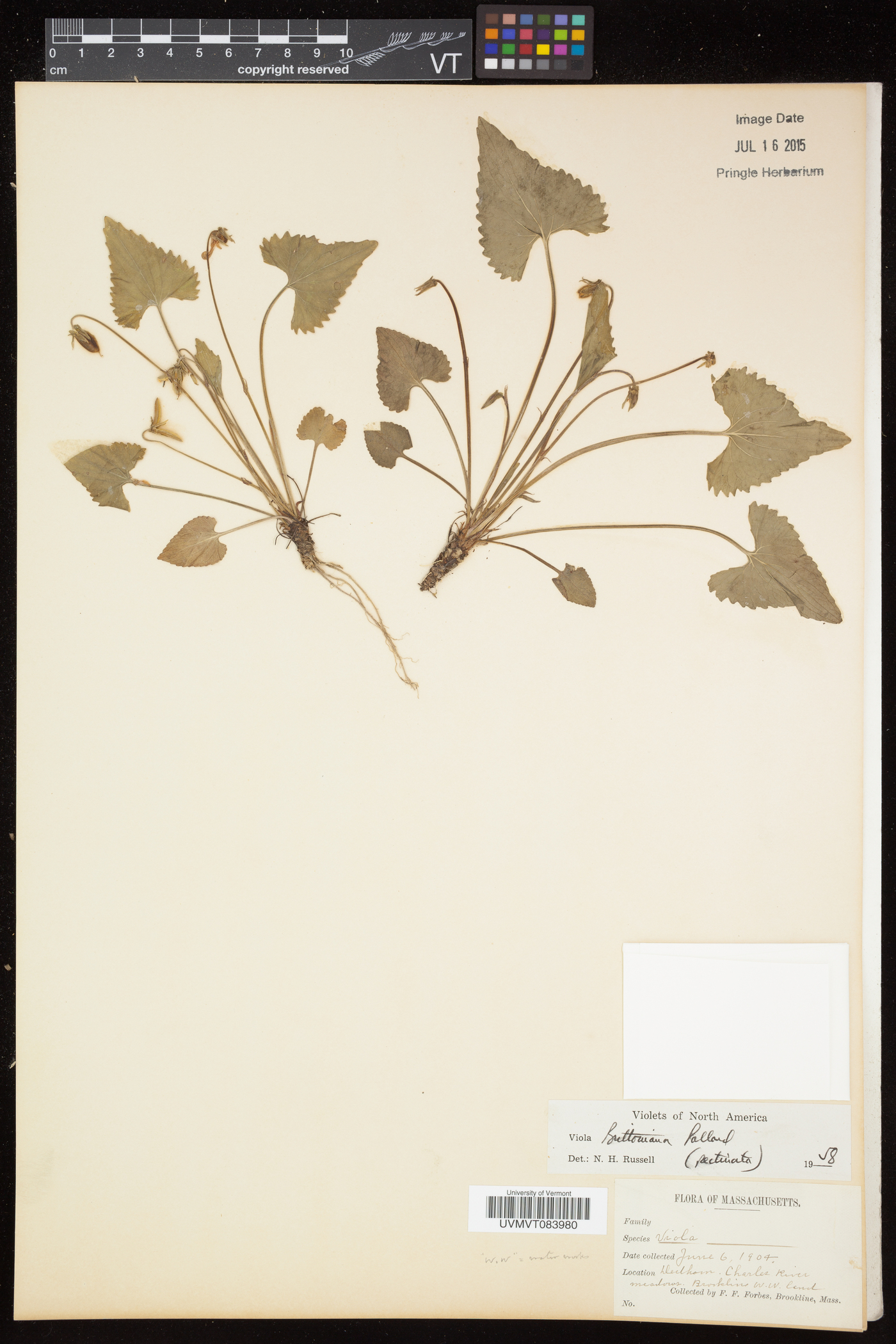 Viola pectinata image