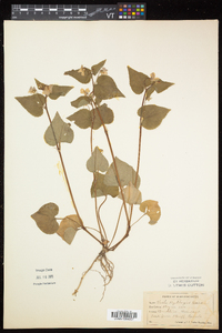 Viola canadensis var. canadensis image