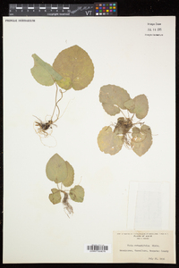 Viola rotundifolia image