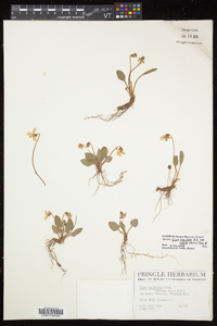 Viola sagittata var. ovata image