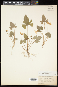 Viola palmata image