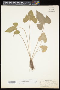 Viola palmata image