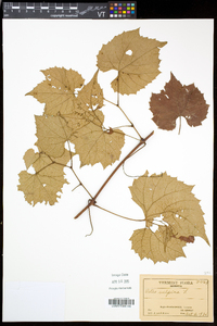 Vitis vulpina image