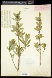 Daphne mezereum image