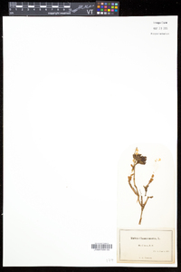 Rubus chamaemorus image