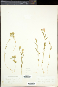 Polygala sanguinea image