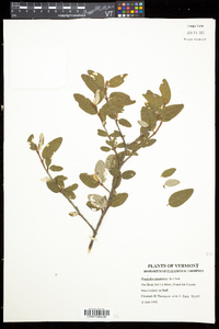 Shepherdia canadensis image