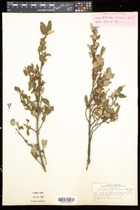 Shepherdia canadensis image