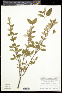 Shepherdia canadensis image