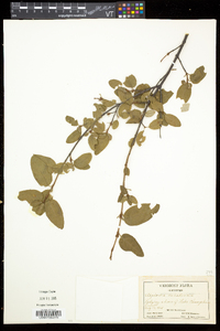 Shepherdia canadensis image