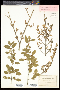 Shepherdia canadensis image