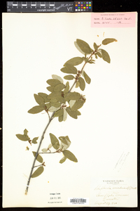 Shepherdia canadensis image