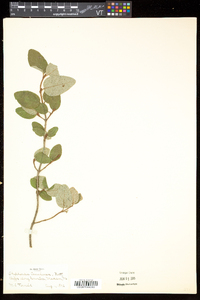 Shepherdia canadensis image