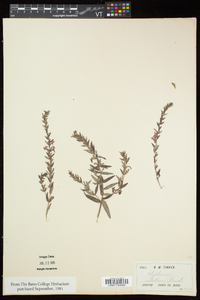 Lythrum alatum subsp. alatum image
