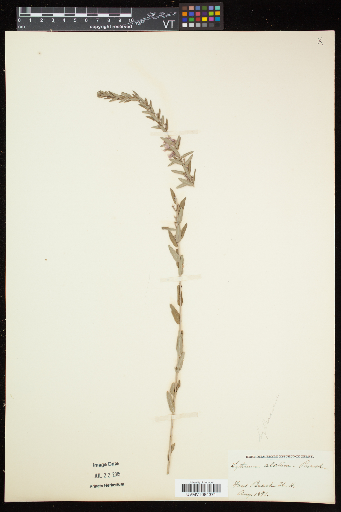 Lythrum alatum subsp. alatum image