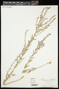 Lythrum alatum subsp. alatum image