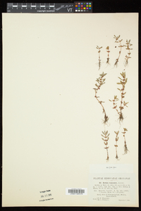 Rotala ramosior image