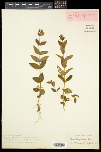 Rhexia virginica image