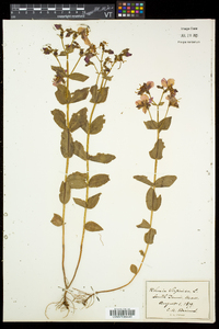 Rhexia virginica image