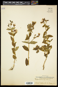 Rhexia virginica image