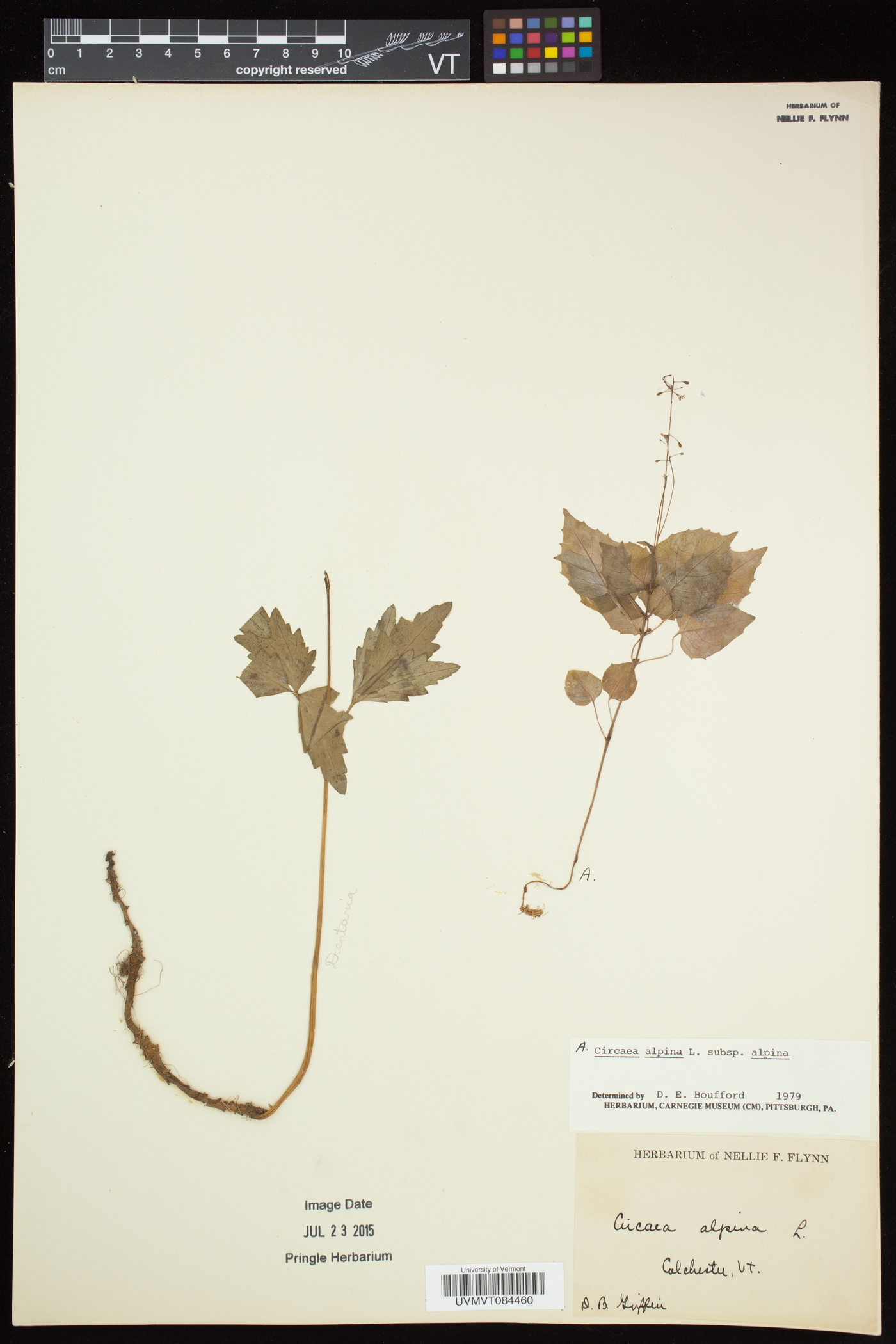 Circaea alpina subsp. alpina image