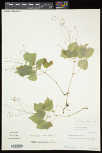 Circaea alpina image