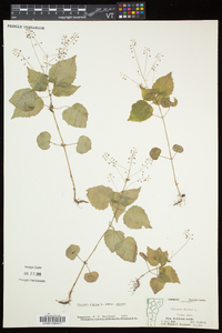 Circaea alpina subsp. alpina image