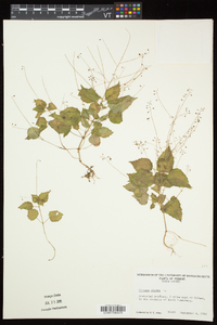 Circaea alpina subsp. alpina image