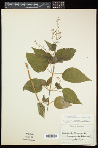 Circaea canadensis image