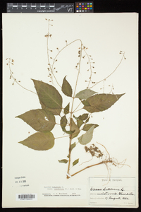 Circaea canadensis image