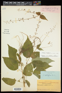 Circaea canadensis image