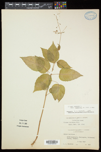 Circaea canadensis image