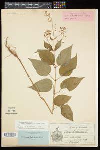 Circaea canadensis image