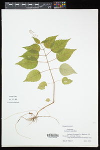 Circaea canadensis image