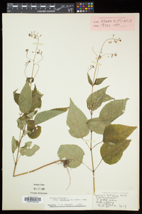 Circaea canadensis image