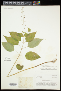 Circaea canadensis image