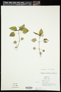 Circaea alpina subsp. alpina image