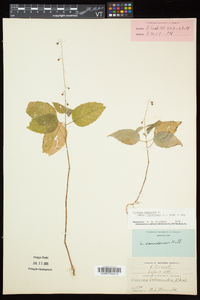 Circaea canadensis image