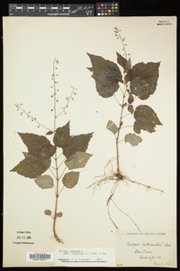 Circaea canadensis image