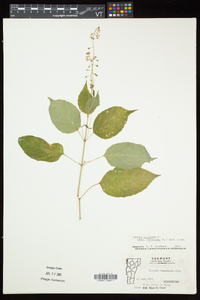 Circaea canadensis image