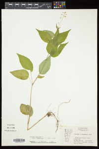 Circaea canadensis image