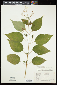 Circaea canadensis image