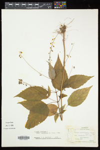 Circaea canadensis image