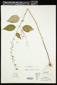 Circaea canadensis image