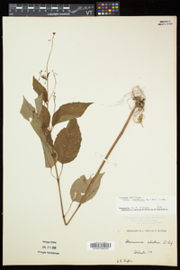 Circaea canadensis image